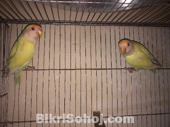 Crimino Lovebird Pair (Red Eye)